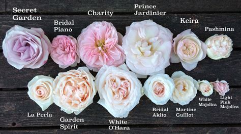 bbw rose blush|blush roses names.